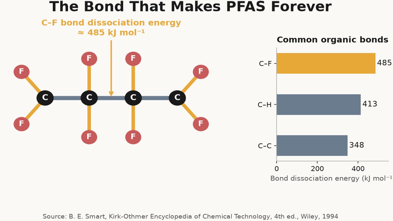 The Bond That Makes PFAS Forever